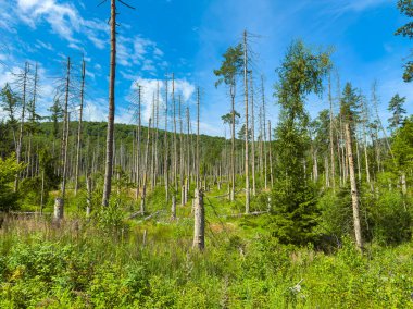 İyileşen bir ormanın büyüleyici bir görüntüsü güzel bir şekilde ağaçların yeni bir büyümenin yanında tökezlemesini ve canlı bir ekosistem içinde doğanın olağanüstü esnekliğini gözler önüne seriyor.