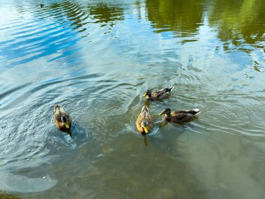 Dört ördeğin zarif bir şekilde yeşil yemyeşil bir gölette yüzdüğü ve yukarıdaki parlak gökyüzünün güzel yansımalarıyla çevrelendiği çarpıcı ve resimsel bir manzara.
