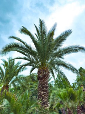 Uzun bir palmiye ağacı, güzel, berrak, mavi bir gökyüzüne doğru uzanıyor. Büyüleyici tropik manzaraların huzur dolu güzelliğini ve doğanın sağladığı derin huzuru somutlaştırıyor.