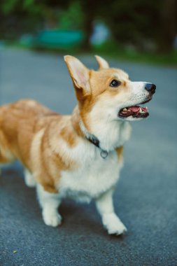 Kabarık ceketli neşeli bir Corgi, cazibesini arttıran yumuşak, bulanık yeşil bir arka plana karşı canlı ve eşsiz kişiliğini sergiliyor.