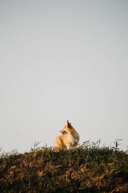 Sevimli bir köpek, çimenli bir tepenin üzerinde rahatça oturur ve doğadaki bu olağanüstü anın sükunetini ve huzurunu güzel bir şekilde somutlaştıran çarpıcı bir günbatımına dikkatle bakar.