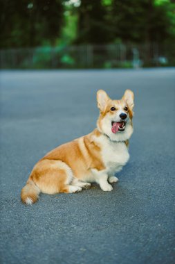 Neşeli ve neşeli bir Corgi, fevkalade kabarık tüylü bir paltoyla mutlu mesut oturuyordu. Pahalı bir parkta, tapılası yüzleri, ılık, doğal güneş ışığında ışıl ışıl parlıyordu.