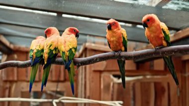 Çok renkli parlak papağanlar hayvanat bahçesindeki bir dala otururlar. Turuncu papağanlar uçar ve hayvanat bahçesinde bir kafeste yaşarlar. Parlak gagalı büyük papağanlar.