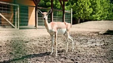 Küçük bir geyik hayvanat bahçesinin etrafından dolaşır. Evcil hayvan bahçesinde bir geyik dolaşıyor. Esaret altındaki hayvanlar. Geyik kuşatması.