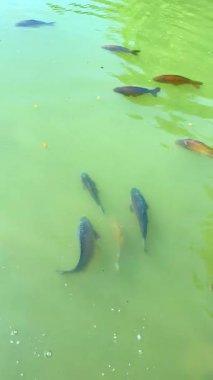 Kendini, rengarenk ve enerjik balıkların zarif bir şekilde yüzeyin altında süzülüp şaşırtıcı bir berraklık ve güzellik sergilediği sakin bir suyun atmosferine daldır.