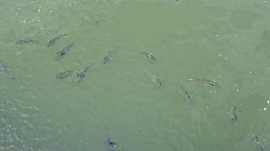 Temiz suyu olan bir gölde bir sürü büyük balık. Göl nehir balıklarıyla dolu. Balıklar suda yüzer..