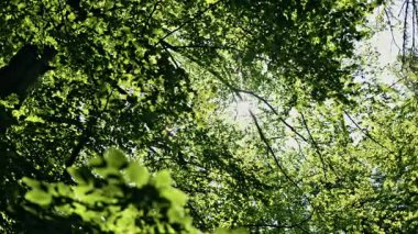 Ormanın dallarındaki yeşil yapraklar güneş ve gökyüzünün arka planına karşı. Güneş ışınları ağaçlardaki yemyeşil yaprakları delip geçer..