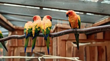 Çok renkli parlak papağanlar hayvanat bahçesindeki bir dala otururlar. Turuncu papağanlar uçar ve hayvanat bahçesinde bir kafeste yaşarlar. Parlak gagalı büyük papağanlar.