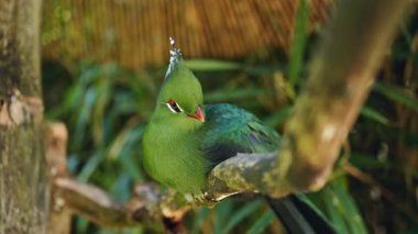 Parlak büyük papağan hayvanat bahçesinde bir dala oturur. Sokakta açık bir kafeste papağanlar. Dekoratif canlı papağanlar.