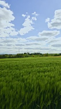 Tarım alanında mavi gökyüzüne karşı yeşil buğday başakları yetişir. Çavdar ekmekleri. Gökyüzü arkaplanına karşı yeşil çiviler.