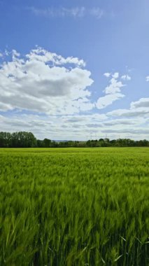 Tarım alanında mavi gökyüzüne karşı yeşil buğday başakları yetişir. Çavdar ekmekleri. Gökyüzü arkaplanına karşı yeşil çiviler.