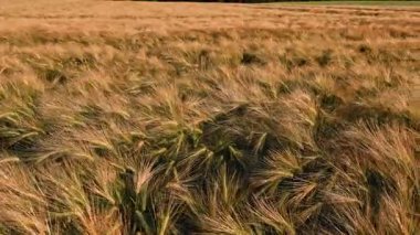 Tarlada büyük sarı buğday başakları. Olgun arpa tarlası. Çavdar ekili tarım tarlası..