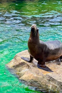 Deniz aslanı zarif bir şekilde güneşin tadını çıkaran kayalık bir çıkıntıda dinlenir ve parlak mavi gökyüzünün altında canlı turkuaz bir suyla çevrelenerek doğanın huzurunun özünü yakalar..