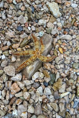 Düz bir kayanın üzerinde uzanan bir denizyıldızı, sakin bir sahilde, rengarenk çakıl taşlarının arasına yerleşmiş ve kıyı deniz yaşamının güzelliğini gözler önüne seriyor..
