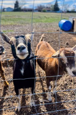 İki meraklı keçi tel örgünün yanında durup, parlak gözlerle bakıyorlar. Canlı bir çiftlikte güneşli bir gün, yeşil tarlalar ve açık mavi gökyüzü ile çevrili..