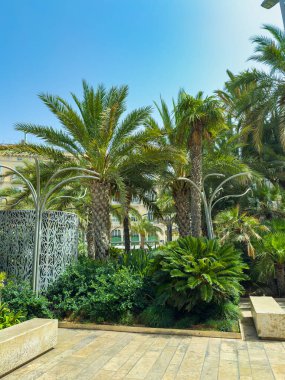 Uzun palmiye ağaçları ve canlı yapraklar, güneşli ve sakin bir öğleden sonra bu sakin park sahnesine hakim olurken, ziyaretçileri kıyı bölgesinde dinlenmeye ve doğanın tadını çıkarmaya davet ediyor..