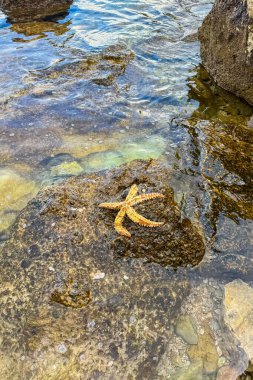 Parlak bir denizyıldızı, sakin bir gelgit havuzunda dokulu bir kayaya tutunur. Berrak su, etrafını nazikçe dalgalandırır. Huzurlu bir sahil kenarında, doğanın canlı renklerini vurgular..