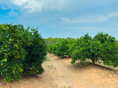 Canlı portakal ağaçları, yaprakları açık bir gökyüzünün altında parlayarak araziye yayılıyor. Sıcak güneş huzurlu kırsal manzarayı aydınlatıyor, sükuneti davet ediyor..