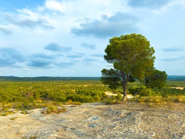 Sakin bir manzara, yumuşak, tüylü bulutlarla dolu parlak mavi bir gökyüzünün altında yayılan yeşil bir manzara sergiliyor. Tek bir ağaç kayalık arazide duruyor, doğanın dingin güzelliğini vurguluyor..