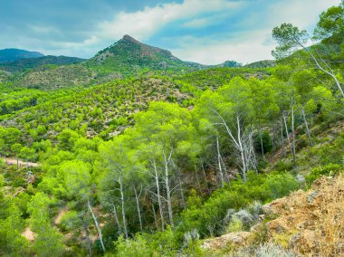 Parlak yeşil ağaçlar bir dağın yumuşak yamaçlarında yükselirken, yumuşak bulutlu mavi bir gökyüzü bereketli manzaranın üzerinde sakin bir atmosfer oluşturur, doğanın güzelliğini gözler önüne serer..
