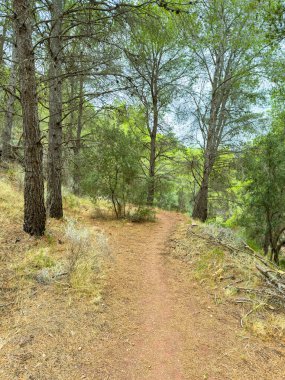 Uzun ağaçlar ve canlı yeşilliklerle çevrili verimli bir ormanda dolambaçlı bir patika. Güneş ışığı dalların arasından yavaşça süzülür ve keşif için mükemmel bir yürüyüş yolu yaratır..