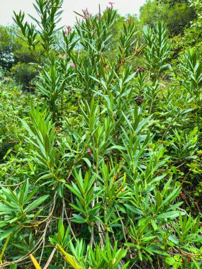Canlı yeşil çalılar hareketli bir bahçede dimdik duruyorlar, parlak yaprakları güneşin altında parıldıyor. Küçük çiçekler açmaya başlar, manzaraya renk katar..