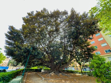 Muhteşem bir banyan ağacı, canlı bir şehir parkında, güzel güneşli günün tadını çıkaran ziyaretçilere gölge sunarak dimdik ayakta duruyor. Yakın binalar doğanın güzelliği için çarpıcı bir zemin oluşturur..