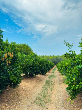 Canlı portakal ağaçları ufka doğru uzanır, yemyeşil yemyeşil ve büyüleyici mavi gökyüzü yumuşak bulutlarla doludur, sakin bir tarım sahnesi sergilerler..