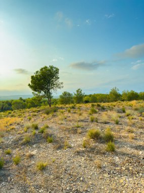 Huzurlu bir manzara, geniş mavi bir gökyüzünün altında kayalık zeminde duran tek bir ağaçla başlar. Yumuşak güneş ışığı manzarayı aydınlatır, alacakaranlıkta sakin bir atmosfer yaratır..