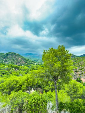 Uzun, canlı yeşil bir ağaç, yemyeşil ve yuvarlanan dağlarla çevrili bir yamaçta tek başına duruyor. Yukarıda kara bulutlar toplanıyor ve huzur dolu sahneye bir dram katıyor..