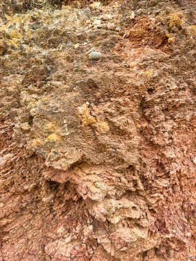 Toprak tonlarının farklı tonları doğal bir yüzey üzerinde karmaşık bir desen oluşturarak, yeşilliklerle dolu sessiz bir ormanlık alanda toprağın ve doğanın sanatının harikalarını gözler önüne seriyor..