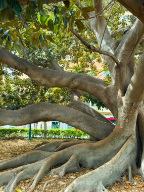 Büyük bir ağaç dimdik ayakta duruyor, geniş uzuvlarını ve kalın köklerini sergiliyor, canlı bir parkta gölge sağlıyor. Güneş ışığı yaprakların arasından süzülerek ziyaretçiler için sakin bir atmosfer yaratır..