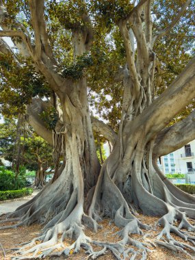 Bir banyan ağacı kümesi, parlak güneş ışığı altında canlı bir şehir parkında, geniş gövdeler ve genişleyen kökler sergiliyor..