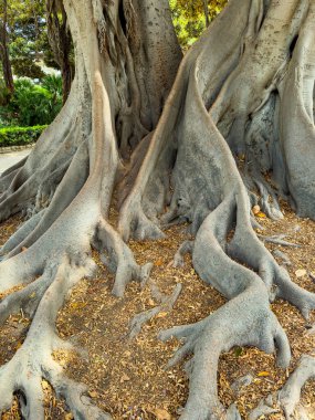 Çarpık kökler, büyük bir ağacın tabanından yeryüzüne doğru kıvrılarak çıkar. Güneş ışığı yeşil yaprakların arasından süzülerek huzurlu bir parkta sakin bir atmosfer yaratır..