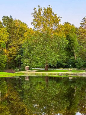 Büyük, canlı bir ağaç, sakin bir göletin kenarındaki zengin yeşil yapraklarını sergiliyor. Güneş batarken su ihtişamını yansıtıyor. Doğanın kalbinde huzurlu ve huzurlu bir manzara yaratıyor..