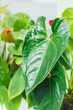 Bereketli yeşil yapraklar, kapalı bir bahçede, doğanın güzelliğini ve canlılığını gösteren sakin bir atmosfer yaratıyor. Güneş ışığı onların canlı renklerini güçlendirir, sakinlik hissi uyandırır..