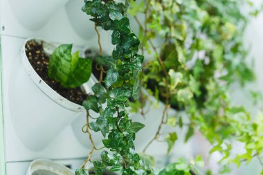 Bereketli sarmaşıklar ve canlı yapraklar dikey bir bahçe düzeninden çağlayarak doğal ışıkla dolu modern bir kapalı ortamda canlı bir atmosfer yaratıyor..