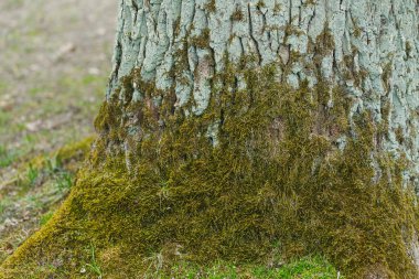 Yumuşak sabah ışığıyla aydınlatılan ve doğanın sakinliğini yansıtan yosun tabakası, huzurlu bir orman ortamında dayanıklı bir ağacın tabanını örtüyor..