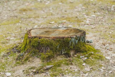 Büyük bir ağaç gövdesi yerde, üst yüzeyi pürüzsüz ve parlak. Kenarlarında yeşil yosun yetişiyor ve doğal bir dokunuş ekliyor. Çevresindeki çimenler seyrek ve kuru, tipik bir açık hava ortamı..