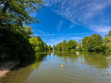 Ördekler, yemyeşil ağaçlarla çevrili sakin bir gölde huzur içinde yüzerler. Sudan yansıyan güneş ışığı ve öğleden sonra üzeri ince bulutlarla dolu mavi bir gökyüzü..