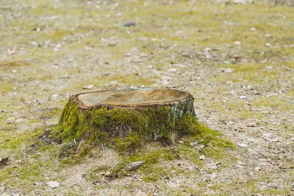 Sessiz bir ormanda, yumuşak toprak parçalarıyla çevrili yosunlu bir ağaç gövdesi yerde duruyor ve dağınık yapraklar, huzurlu bir doğal manzara yaratıyor..