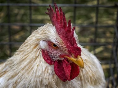 Bir horozun kafasını kapat.