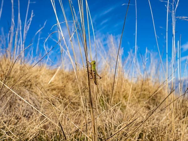 Grasshopper Blade Grass — Stock Photo, Image