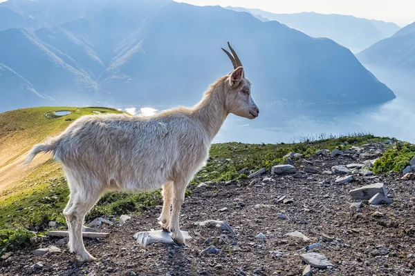 イタリアのアルプスのヤギのクローズアップ — ストック写真