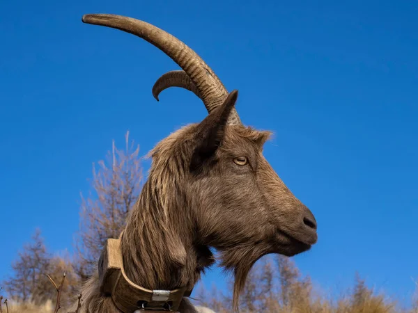 イタリアのアルプスのヤギのクローズアップ — ストック写真