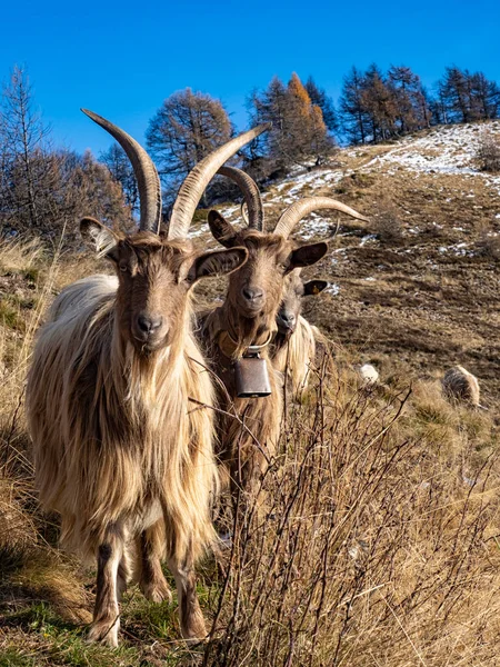 Close Uma Cabra Nos Alpes Italianos — Fotografia de Stock