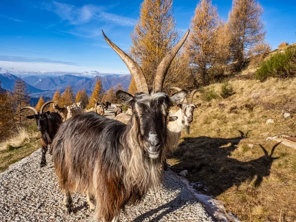 Зблизька Коза Італійських Альпах — стокове фото