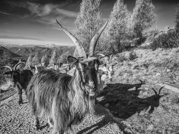 Cabra Nos Alpes Italianos — Fotografia de Stock