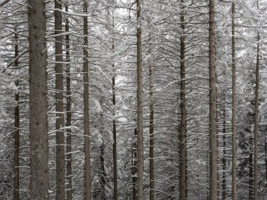 Ormanda karlı bir manzara