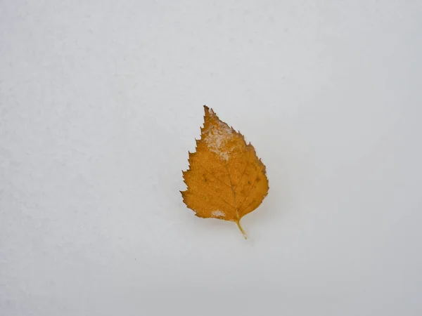 Ізольований Лист Сніговому Тлі — стокове фото
